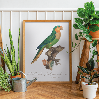 The Yellow-Headed Amazon, Amazona oratrix, male  - Art Print