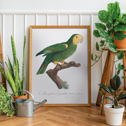 The Yellow-Shouldered Amazon, Amazona barbadensis II - Art Print