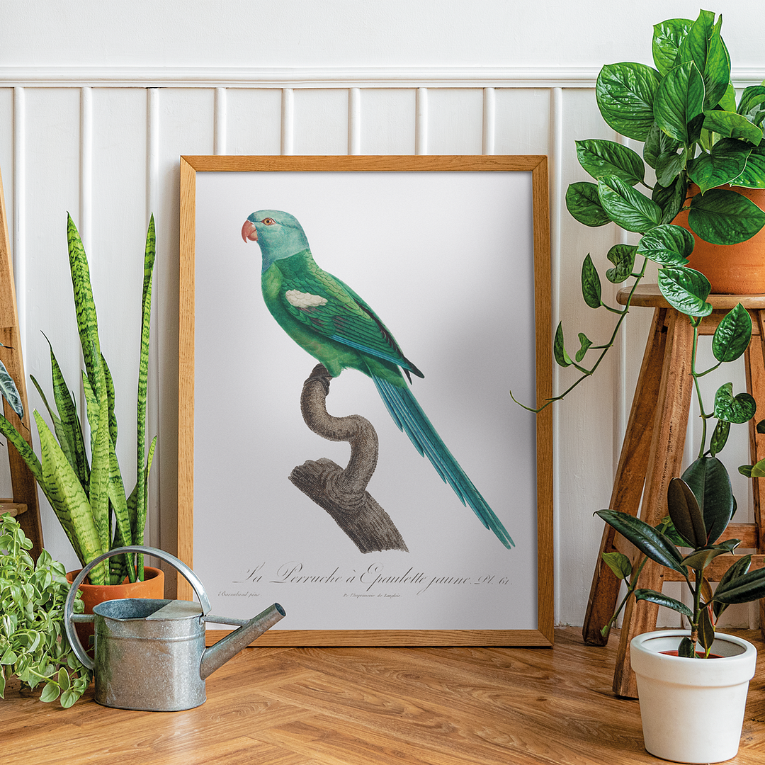 The Yellow-Shouldered Amazon, Amazona barbadensis I - Art Print