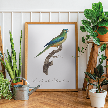 Turcosine Ground Parakeet  - Art Print