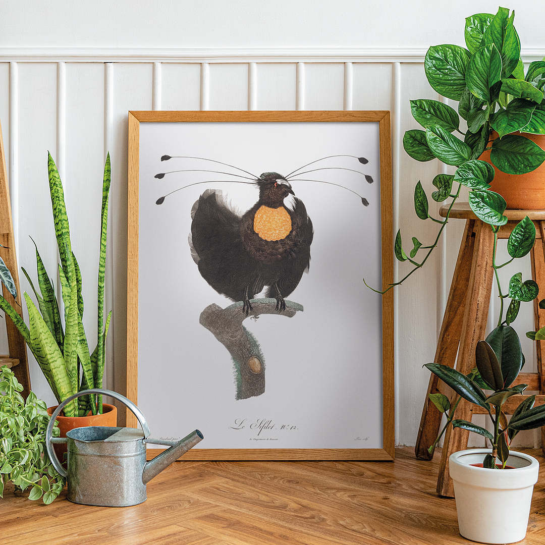 Western parotia - Art Print