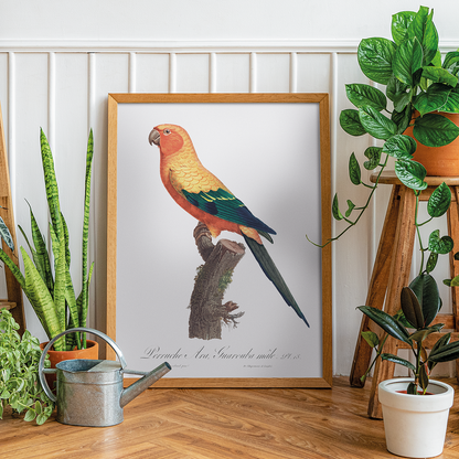 The Sun Parakeet, Aratinga solstitialis, male - Art Print