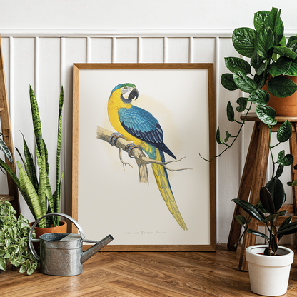 Blue and Yellow Macaw - Art Print
