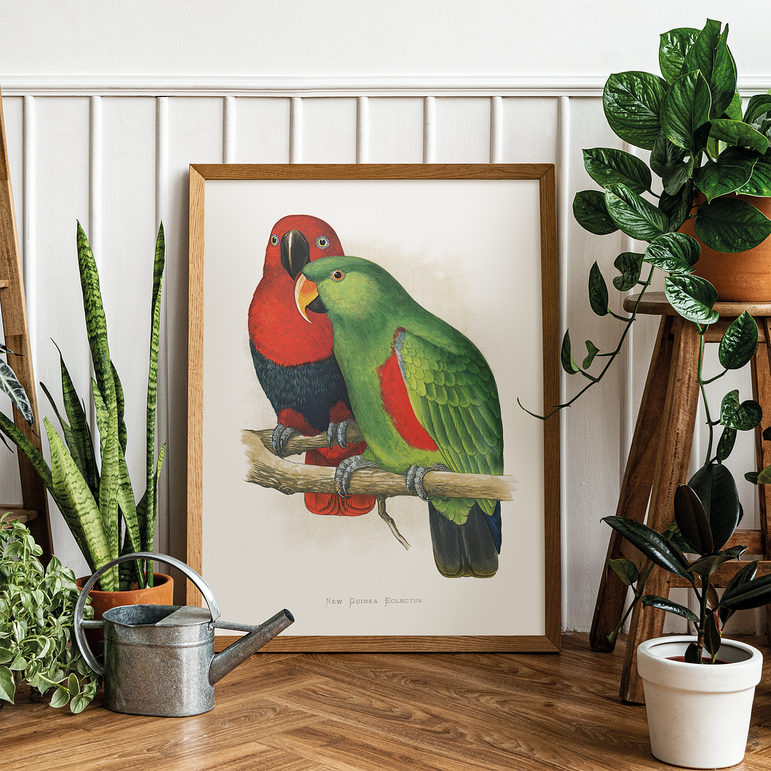New Guinea Ecletus - Art Print
