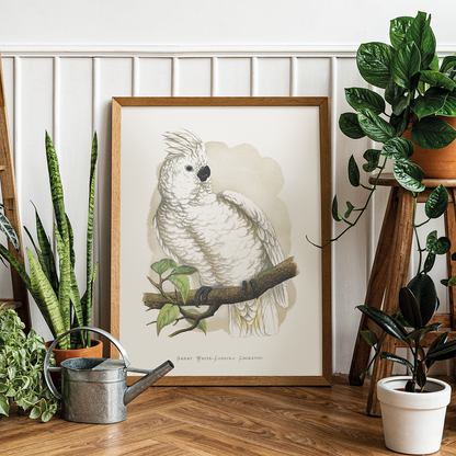Great White-Crested Cockatoo - Art Print