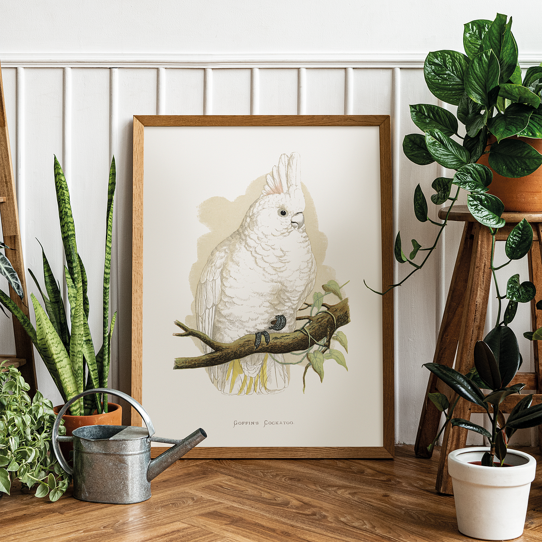 Goffin's Cockatoo - Art Print