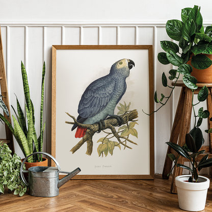 Grey Parrot - Art Print