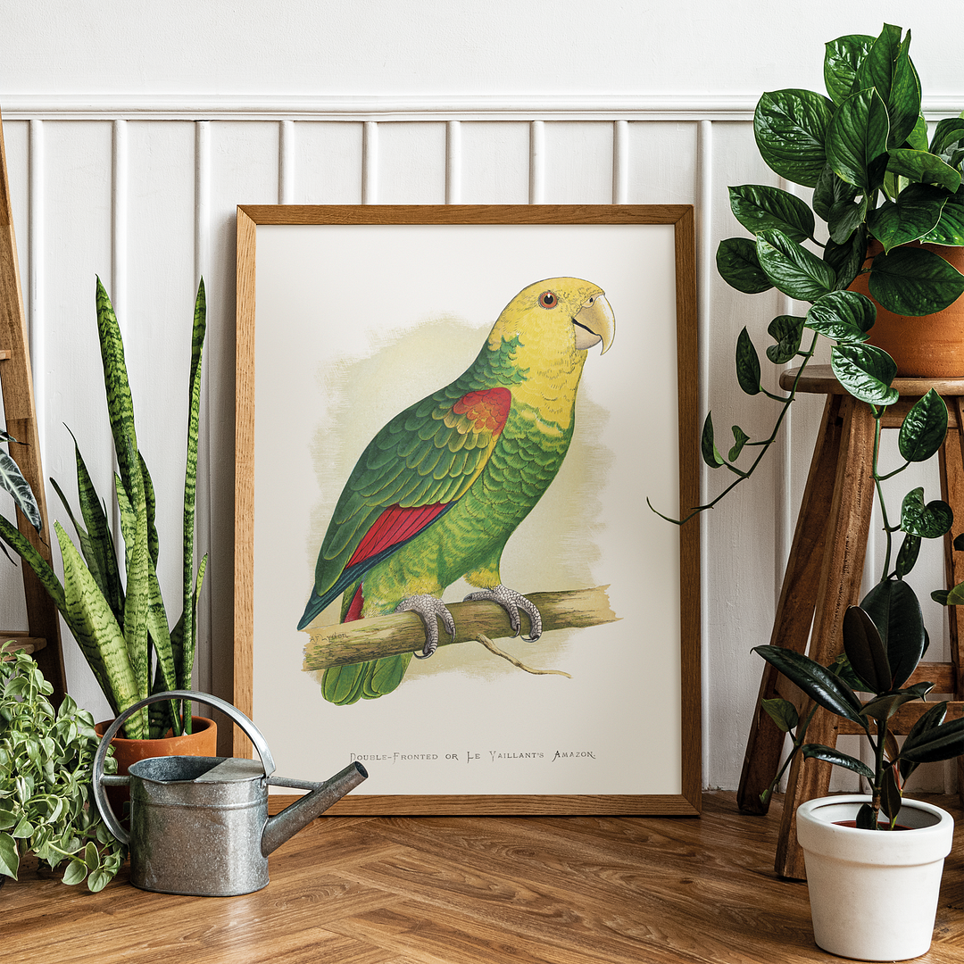 Double-Fronted or Le Vaillant's Amazon - Art Print
