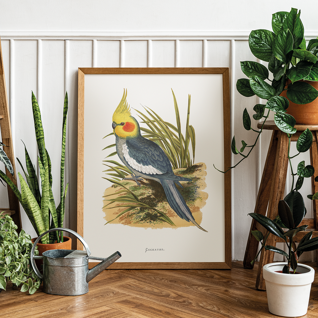 Cockatiel - Art Print