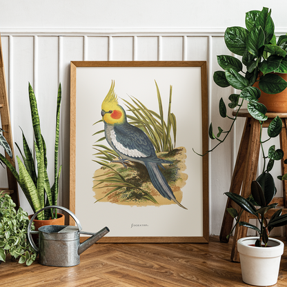Cockatiel - Art Print