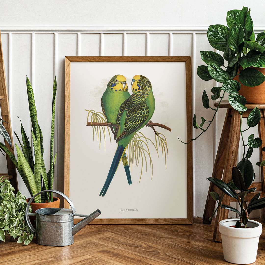 Budgerigar - Art Print