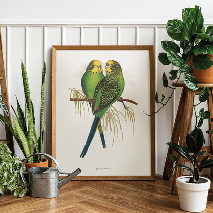 Budgerigar - Art Print