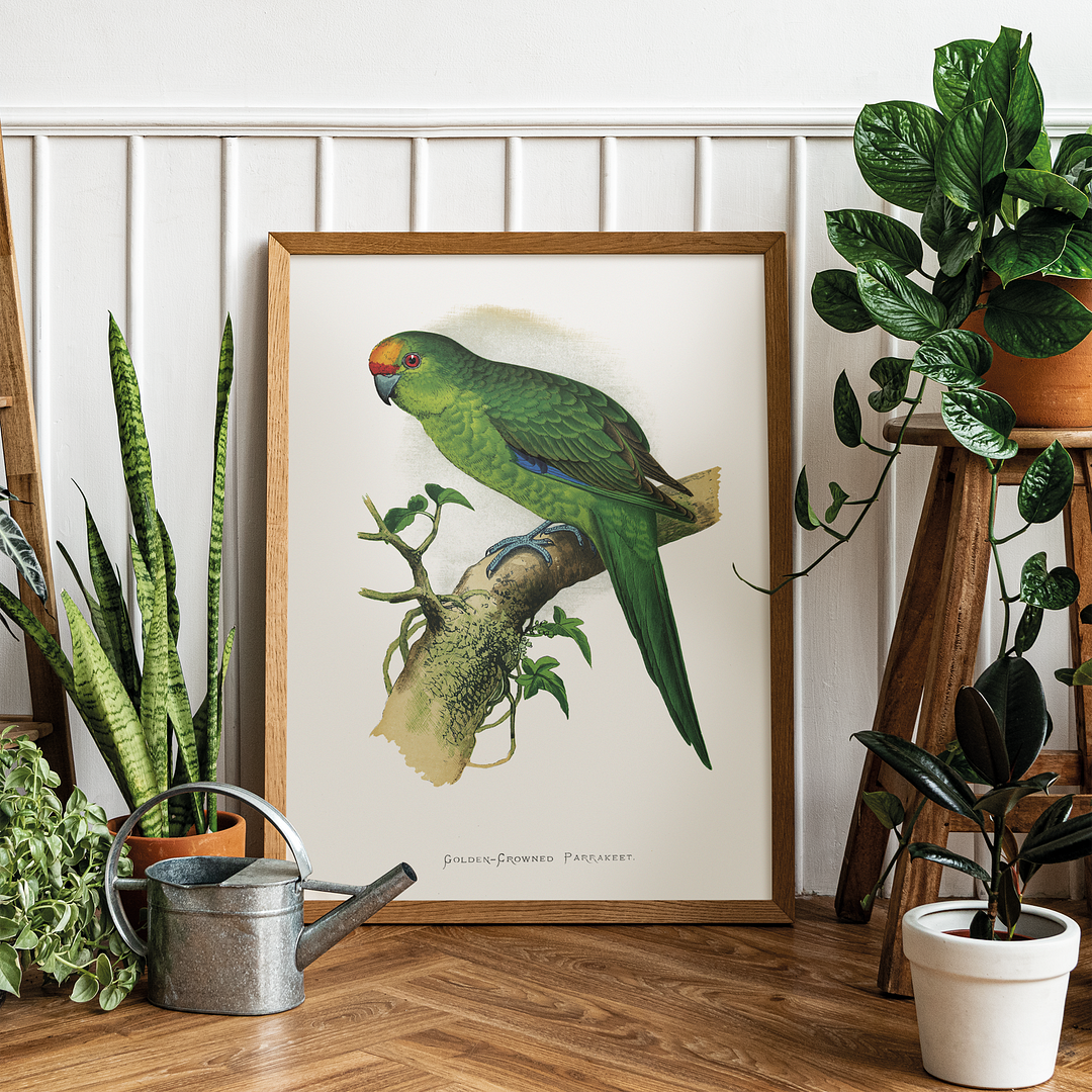 Golden-Crowned Parrakeet  - Art Print