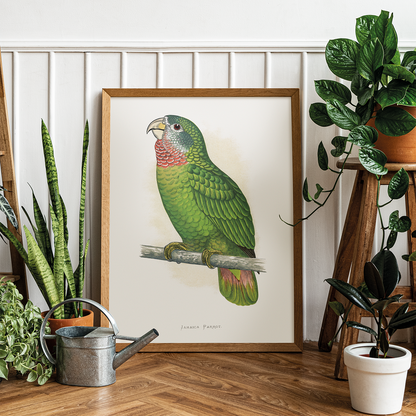 Jamaica Parrot - Art Print