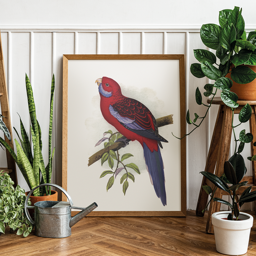 Pennant's Parrakeet - Art Print