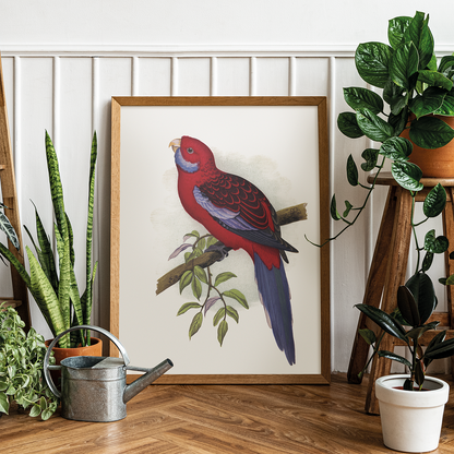 Pennant's Parrakeet - Art Print