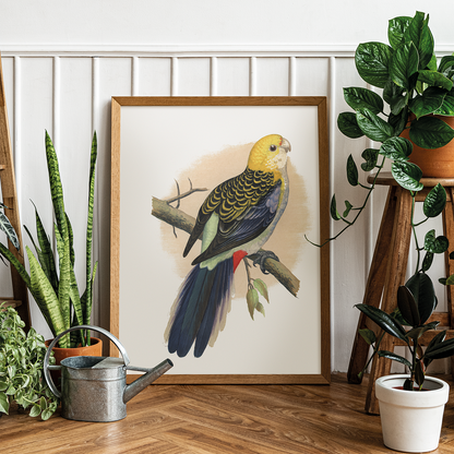 Pale-Headed or Mealy Rosella  - Art Print