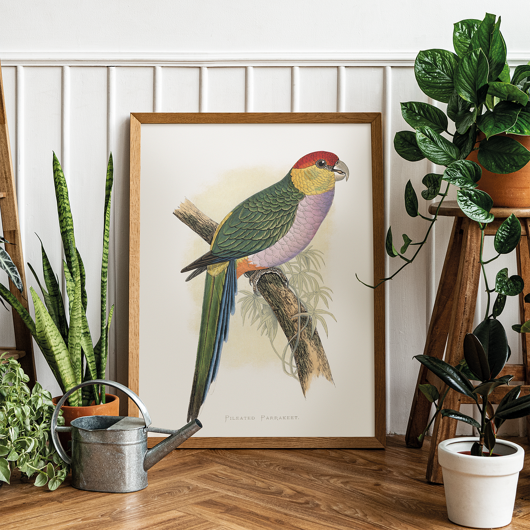 Pileated Parrakeet - Art Print