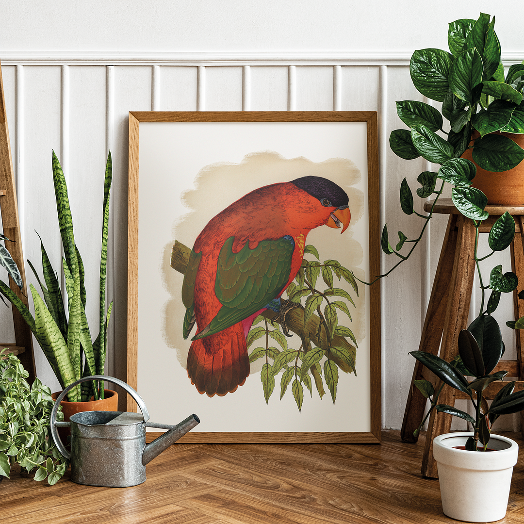 Purple-capped Lory - Art Print