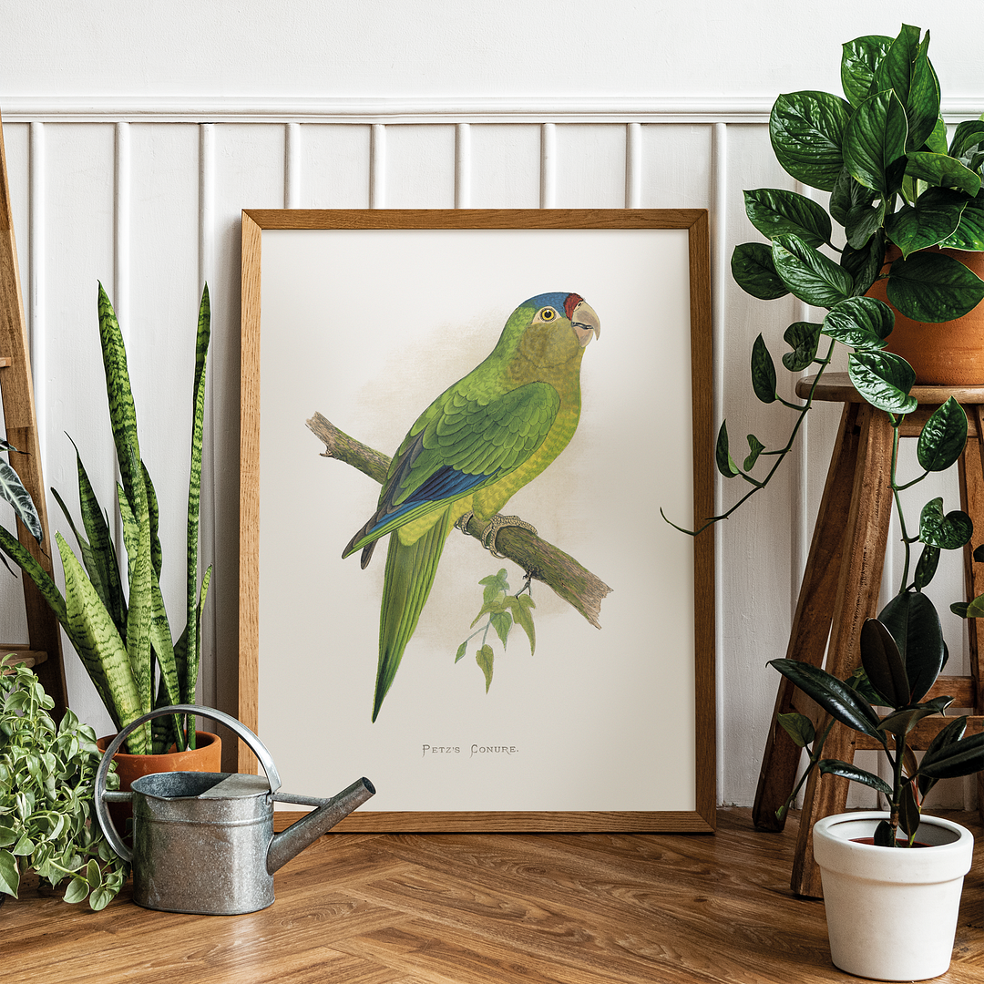 Petz's Conure - Art Print