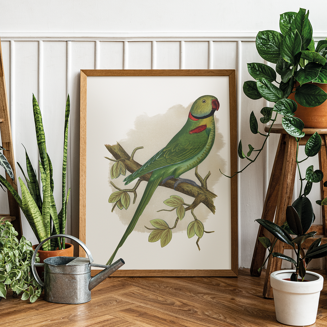 Alexandrine Parakeet - Art Print