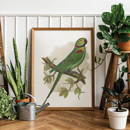 Alexandrine Parakeet - Art Print