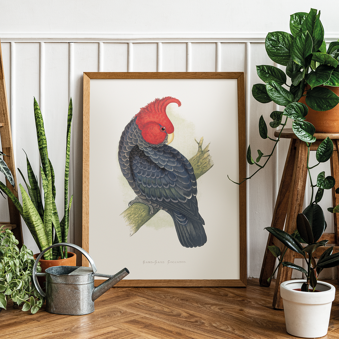 Gang-Gang Cockatoo - Art Print