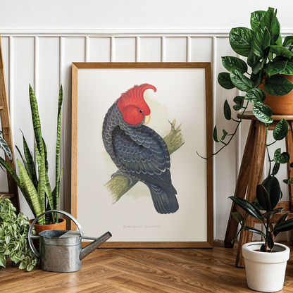 Gang-Gang Cockatoo - Art Print