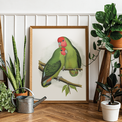 Rosy-Faced Love-Bird - Art Print