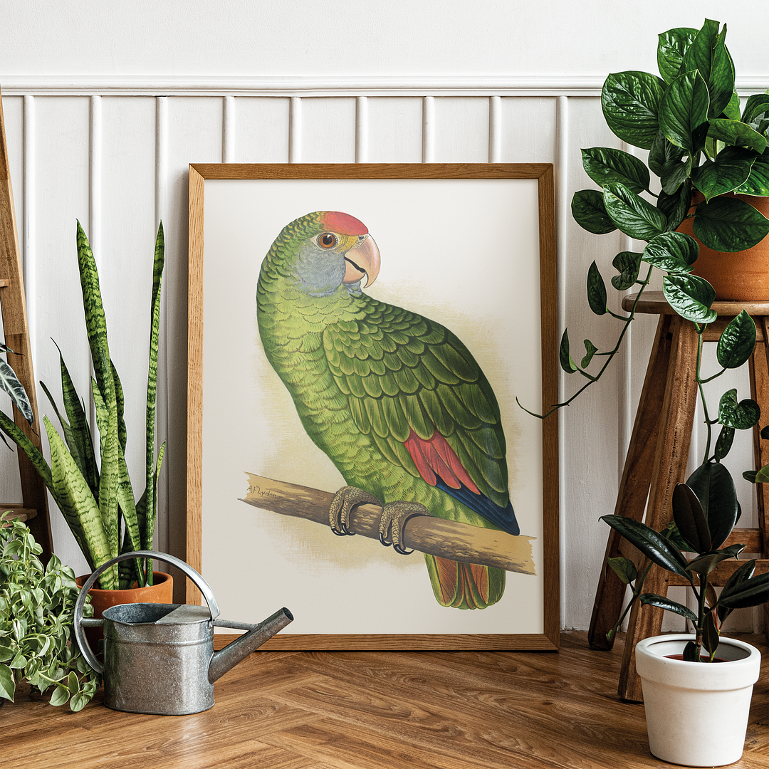Dufresne's Amazon - Art Print