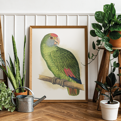 Dufresne's Amazon - Art Print