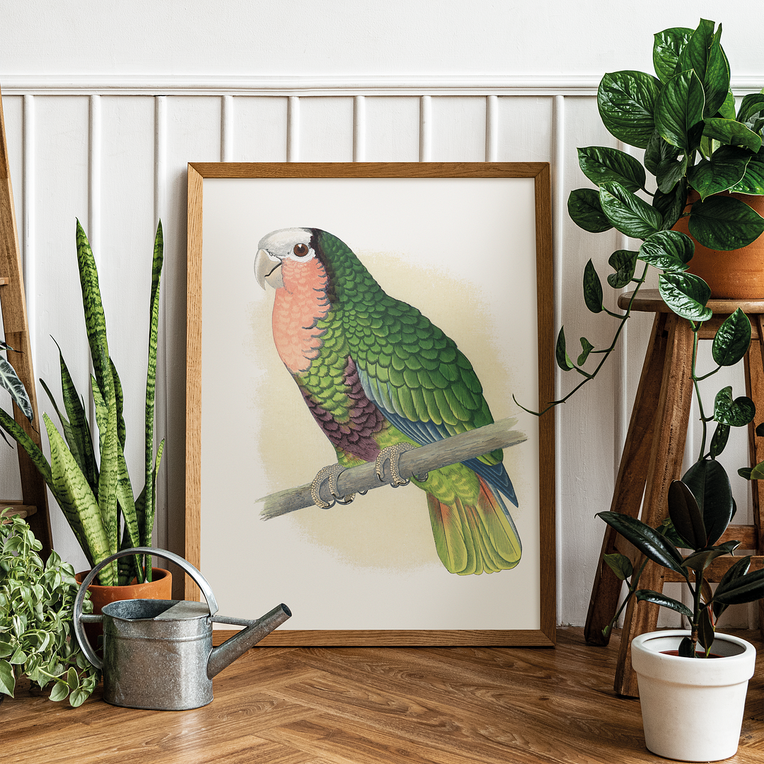 Red-Throated White-Fronted Amazon  - Art Print