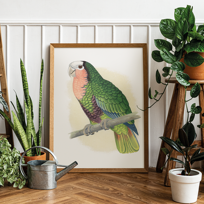 Red-Throated White-Fronted Amazon  - Art Print