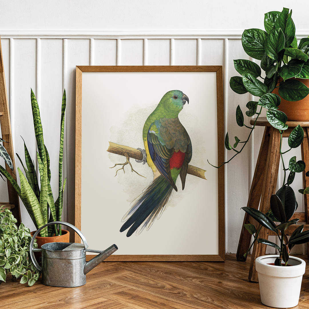 Blood or Red-Rumped Parrakeet  - Art Print