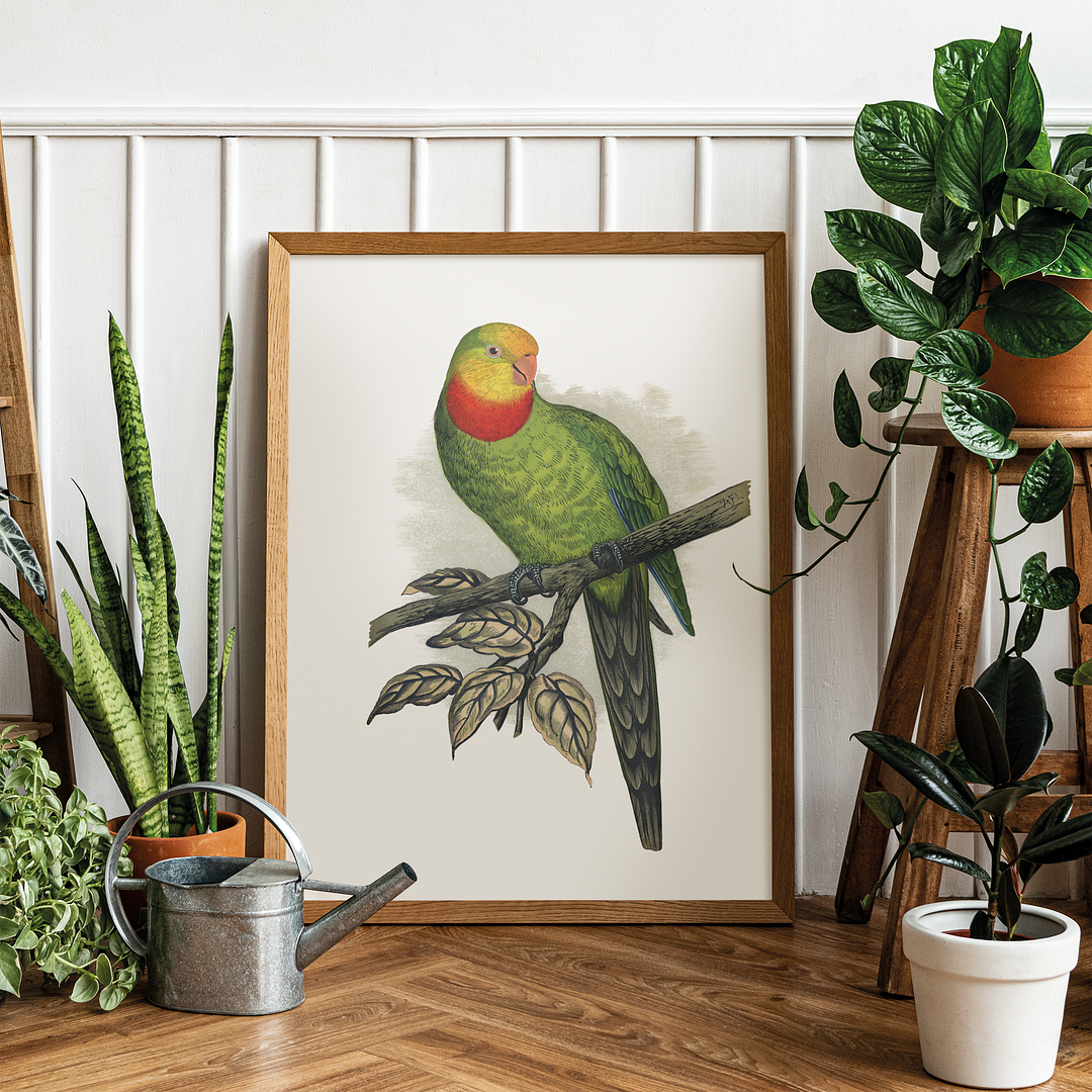 Barraband's Parakeet - Art Print
