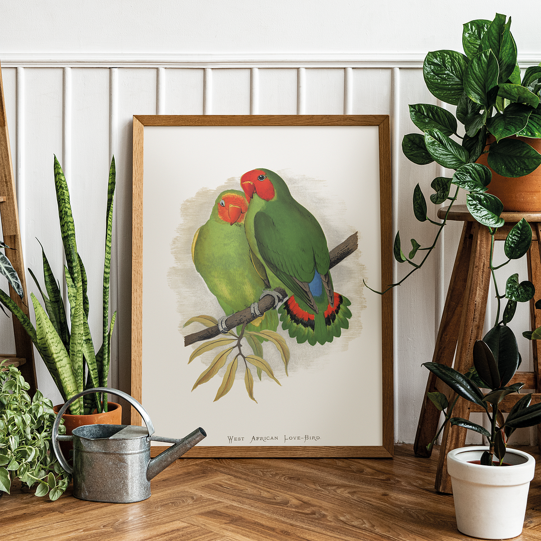 West African Love-Bird - Art Print