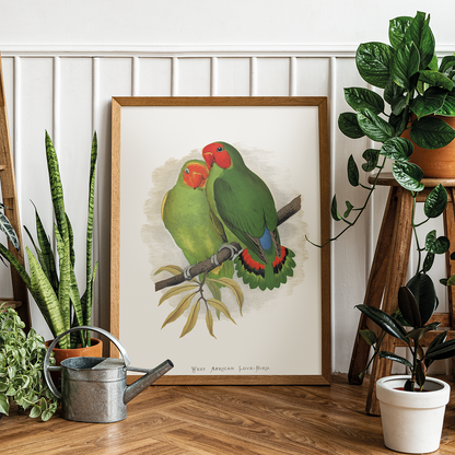 West African Love-Bird - Art Print