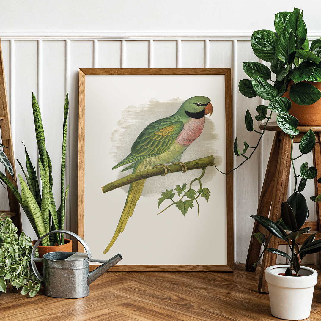 Javan Parrakeet  - Art Print