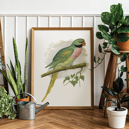 Javan Parrakeet  - Art Print