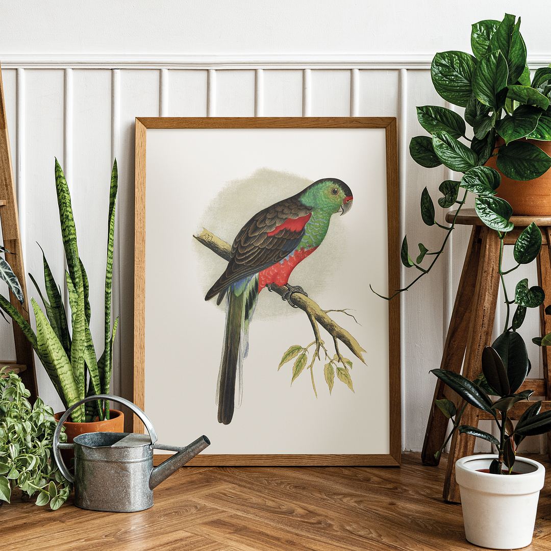 Beautiful or Paradise Parrakeet  - Art Print