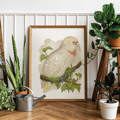 Slender-Billed Cockatoo - Art Print