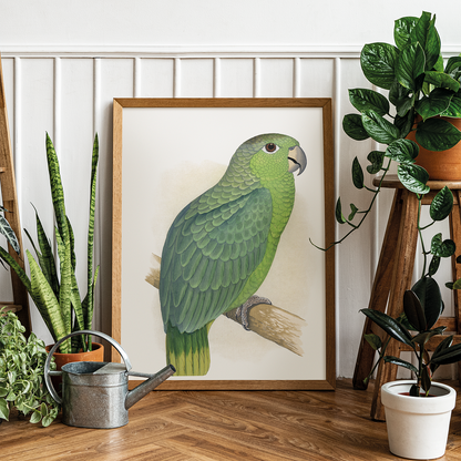 Mealy Amazon - Art Print
