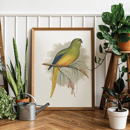 Elegant Parrakeet - Art Print