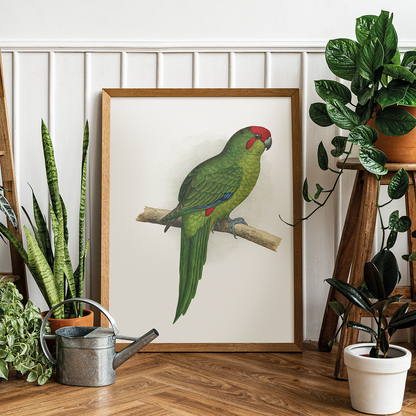 New Zealand Parrakeet  - Art Print