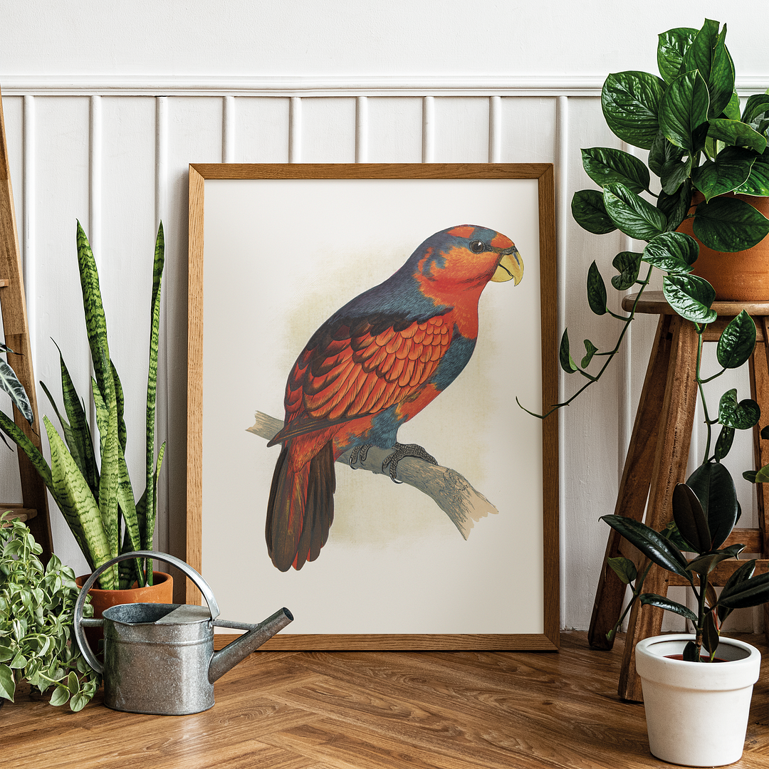 Blue-Crowned or Blue-Breasted Lory  - Art Print