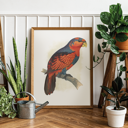 Blue-Crowned or Blue-Breasted Lory  - Art Print
