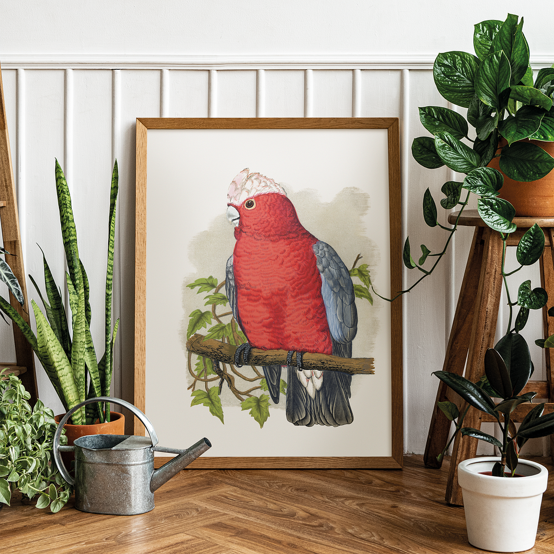 Rose-Breasted Cockatoo - Art Print