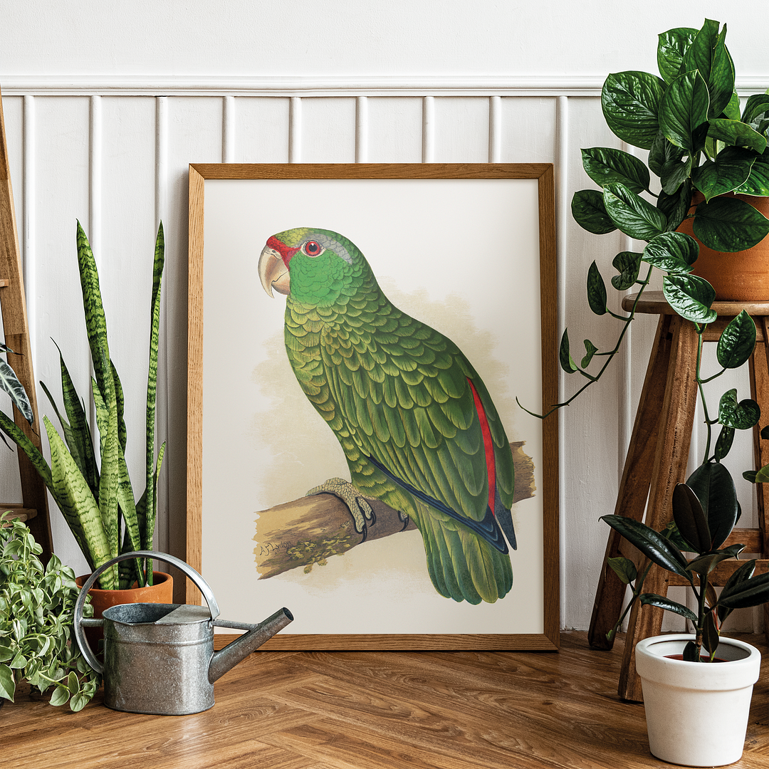 Festive Amazon Parrot - Art Print