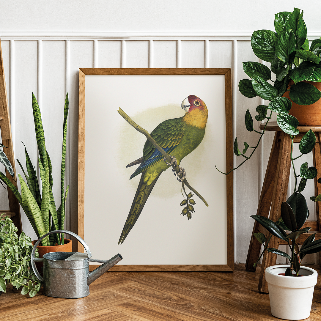 Carolina Parrot - Art Print