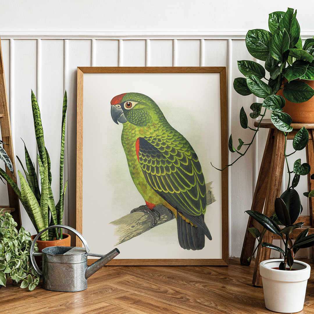 Jardine's Parrot - Art Print